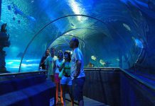 Khám phá thế giới diệu kỳ tại S.E.A Aquarium khi du lịch Singapore