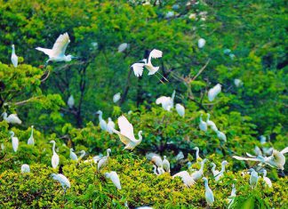 Khám phá Mũi Cà Mau – Khu vườn Chim yên bình giữa lòng thành phố Khu vườn chim Cà Mau